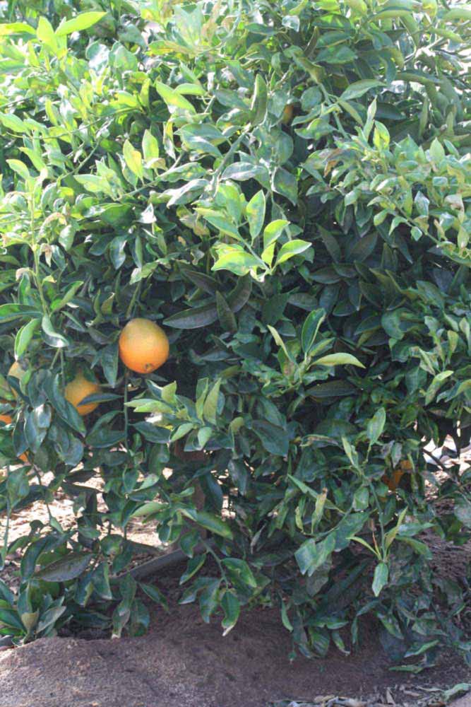            Habit (Riverside, CA)   